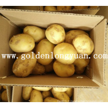 Pommes de terre fraîches à la nouvelle culture de haute qualité